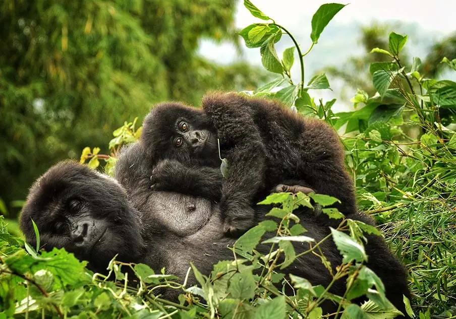 Mountain gorilla in Volcanoes National Park